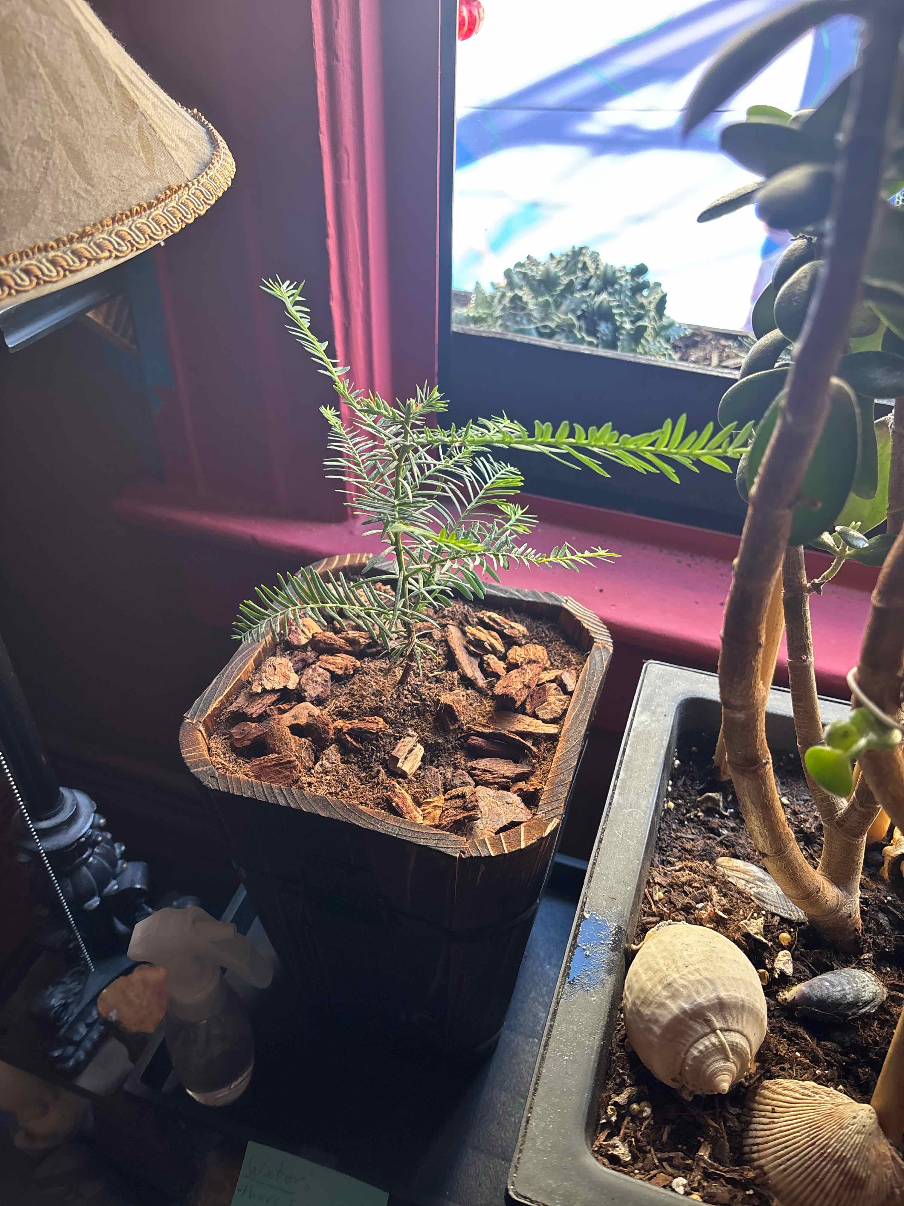 Photo of the plant species Redwood by @Rayshell79 named Daphne on Greg, the plant care app