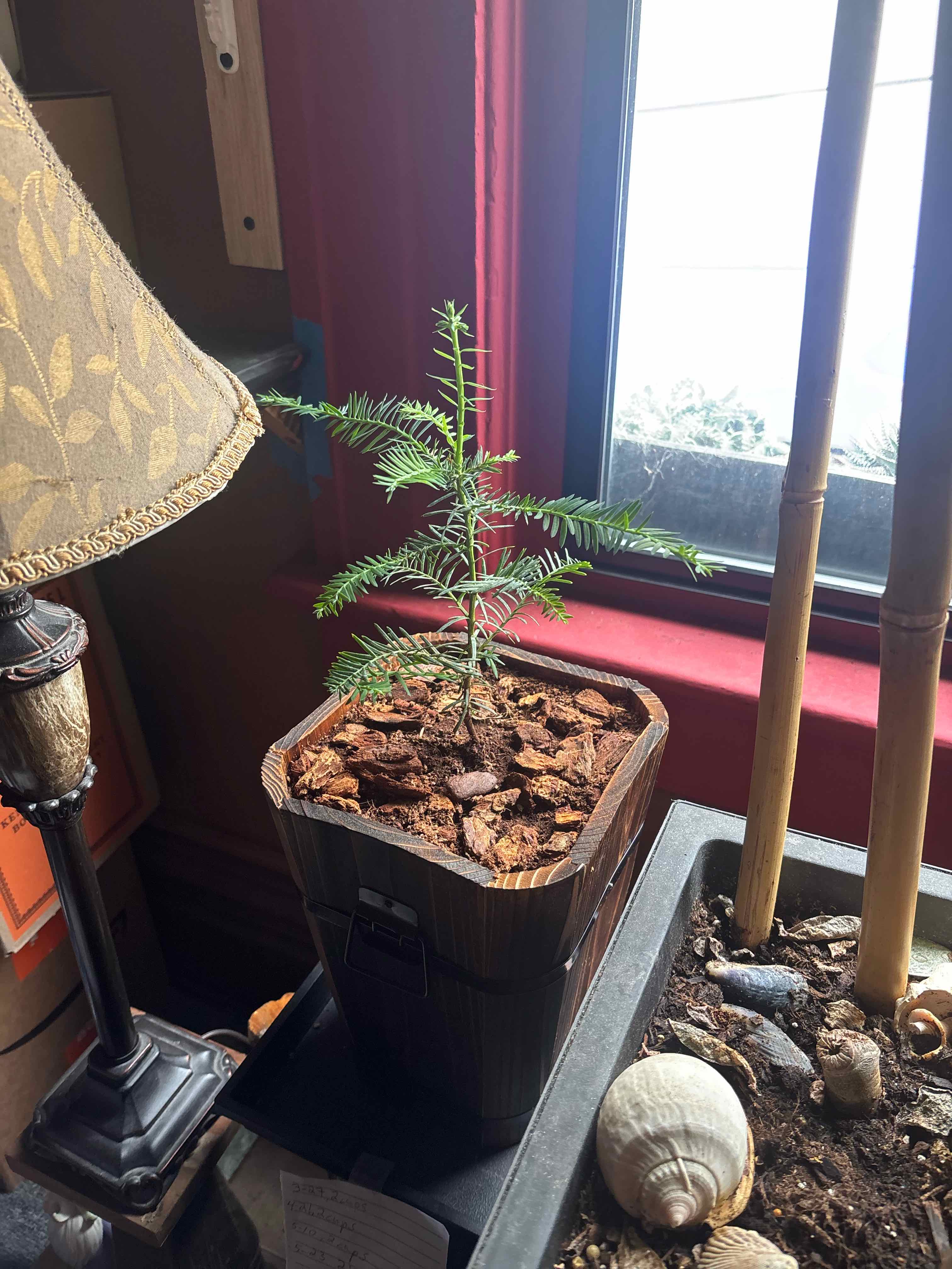 Photo of the plant species Sequoia Sempervirens by @Rayshell79 named Daphne on Greg, the plant care app
