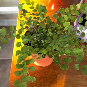 Photo of the plant species Button fern by @KeyVaccaria65 named Lola on Greg, the plant care app