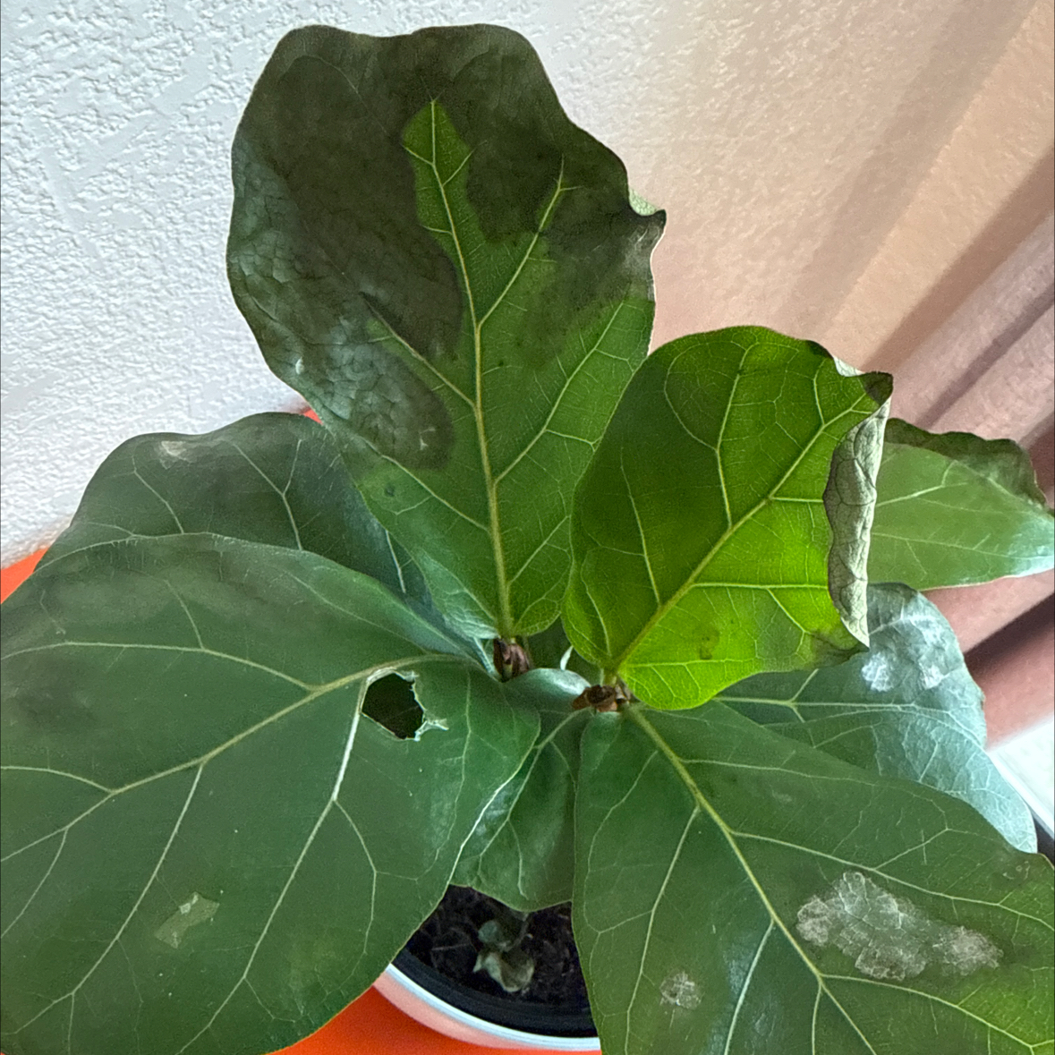 Photo of the plant species Little Fiddle by @SuperbEndive10 named Winston on Greg, the plant care app