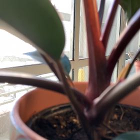 Darwin