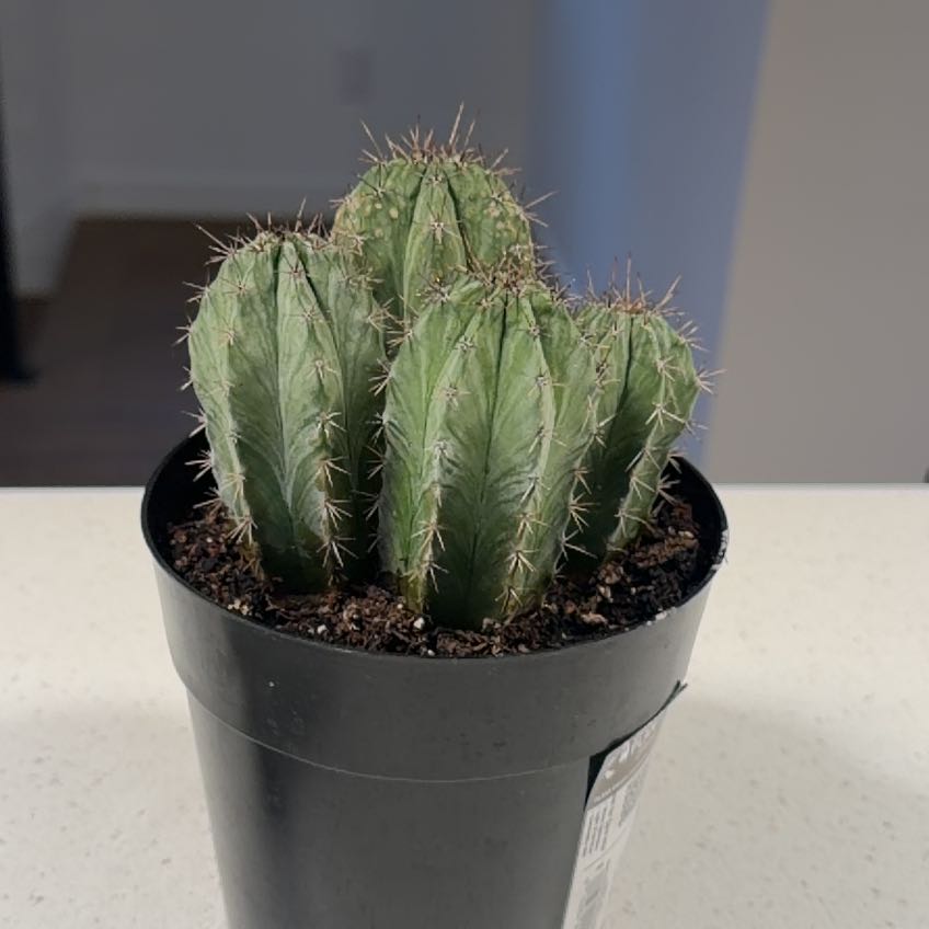 Photo of the plant species Polaskia chichipe by @HoneyedChilli12 named Navajo on Greg, the plant care app