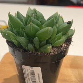 Photo of the plant species Variegated Haworthia cuspidata by @QueenAirplant23 named Nemo on Greg, the plant care app