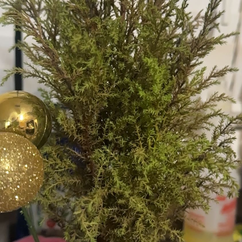 Photo of the plant species Ficus Macrophylla by @ShowyCatthyme62 named Homer on Greg, the plant care app