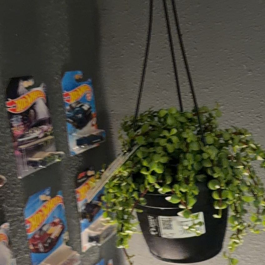 Photo of the plant species Trailing Elephant Bush by @IconKoa82 named Pato on Greg, the plant care app