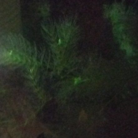 Photo of the plant species Dog Fennel by @ActiveChosmo1 named Delilah on Greg, the plant care app