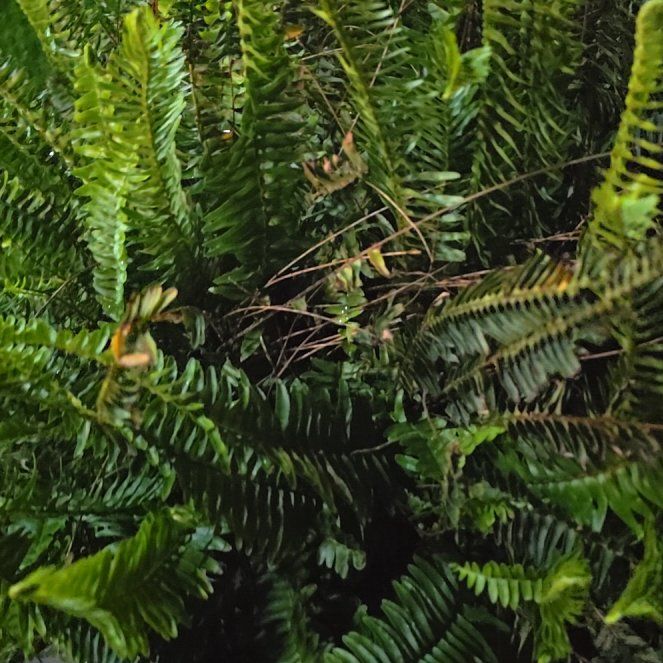 Photo of the plant species Deer Fern by @BubblyRose67 named Lavender on Greg, the plant care app