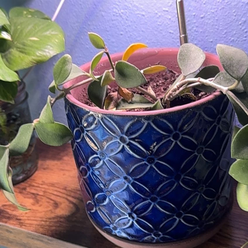 Photo of the plant species Hoya nummularioides by @ComicalShallot named Figyonce on Greg, the plant care app
