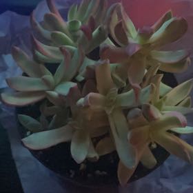 Photo of the plant species Crassula 'Candy Cane' by @SuaveFlatpea61 named Candy on Greg, the plant care app