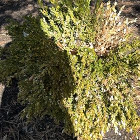 Photo of the plant species Horn Calcareous Moss by @WhollyLychee14 named Apollo on Greg, the plant care app