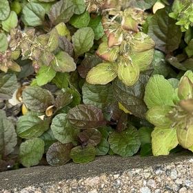 Photo of the plant species Blue Bugle by @WhollyLychee14 named Zion on Greg, the plant care app