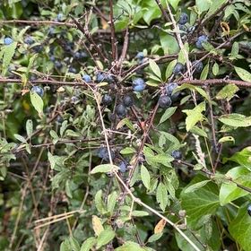 Photo of the plant species Blackthorn by @WhollyLychee14 named Walt on Greg, the plant care app