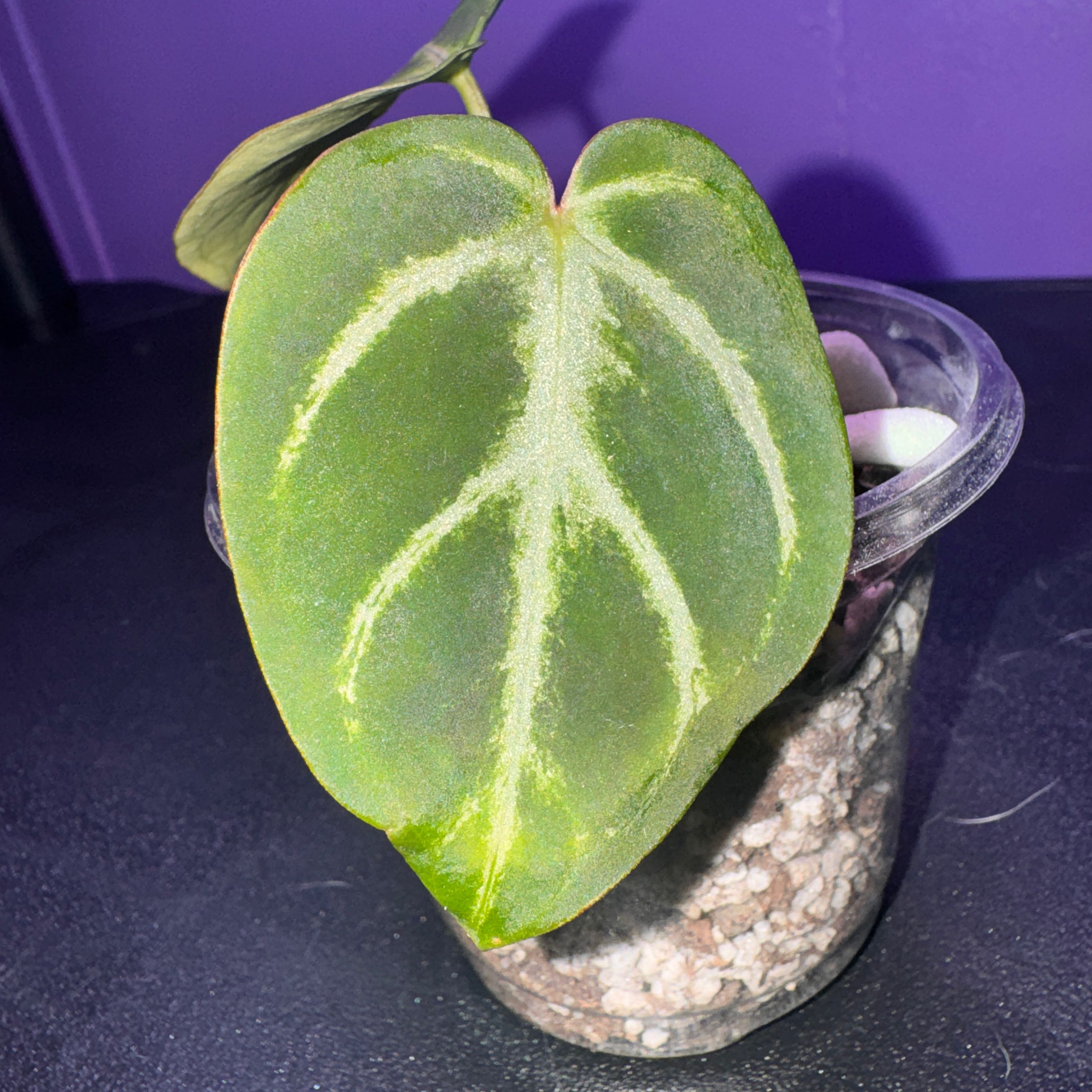 Photo of the plant species Anthurium Magnificum x Silver Blush by @ProCowpea44 named Dimitri on Greg, the plant care app
