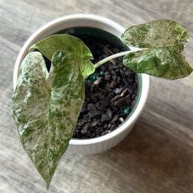 Photo of the plant species Blizzard Elephant Ear by @YardKamahi60 named Blitz on Greg, the plant care app