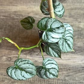 Photo of the plant species Pilodendron Brandi by @YardKamahi60 named Brandi on Greg, the plant care app
