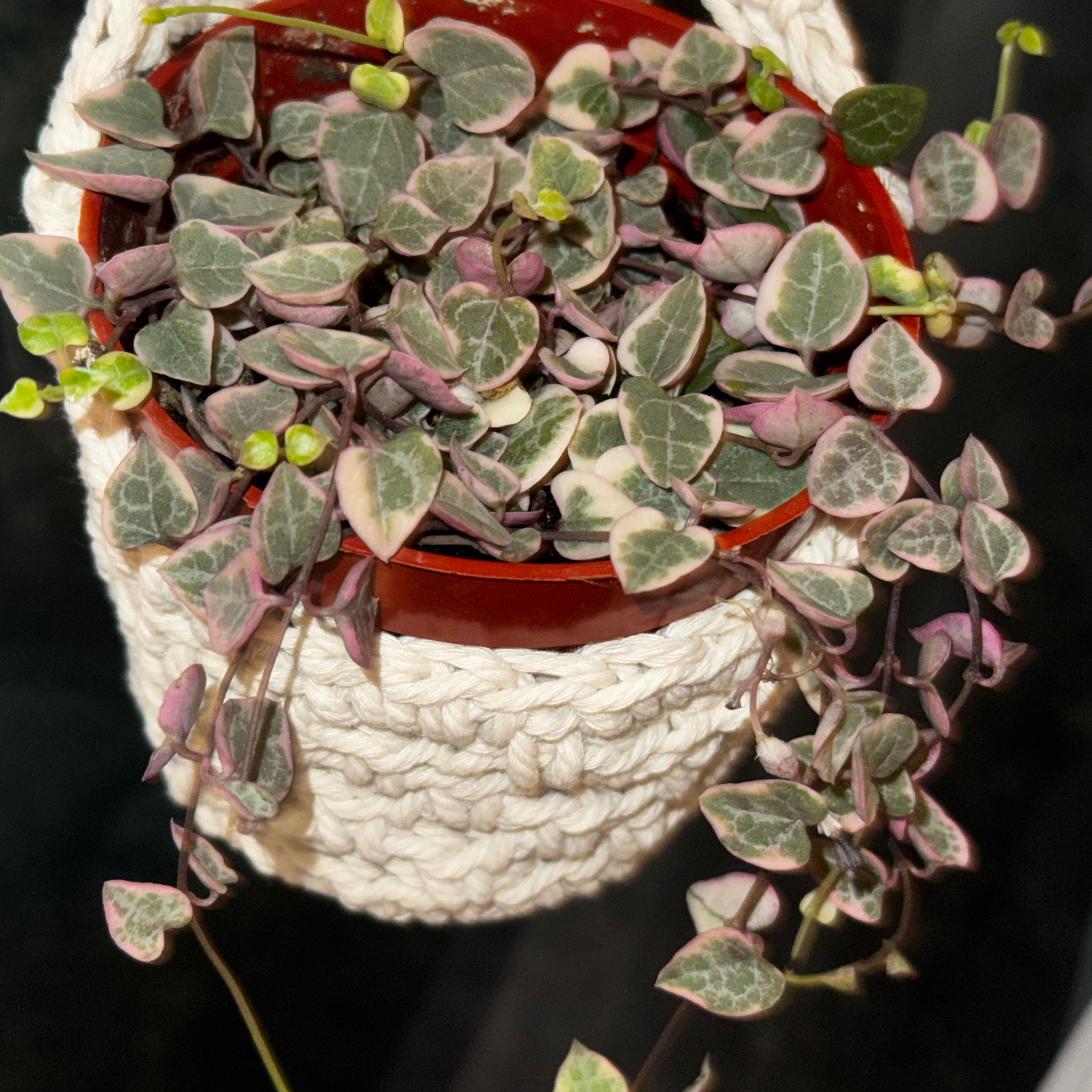 Photo of the plant species String of Hearts, varigated by @YardKamahi60 named Queen on Greg, the plant care app