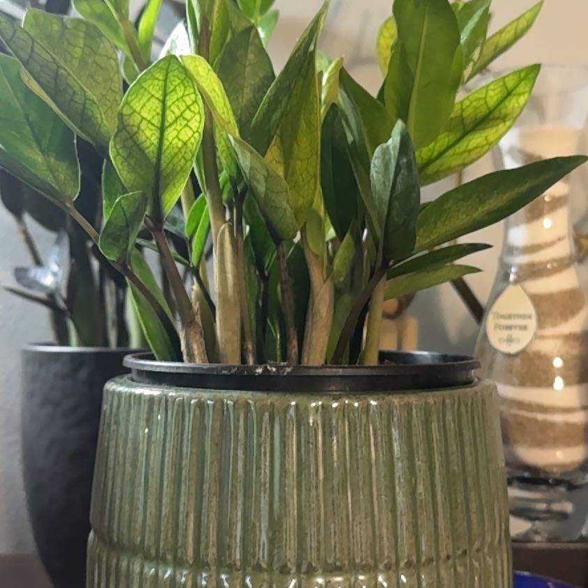 Photo of the plant species ZZ chameleon by @YardKamahi60 named Fernie Mac on Greg, the plant care app