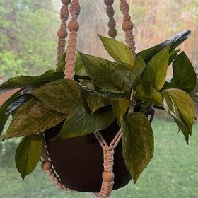 Photo of the plant species Jessenia Pothos by @YardKamahi60 named Nithin on Greg, the plant care app