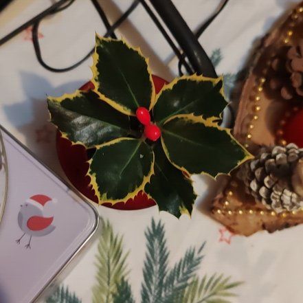 Photo of the plant species Holly by @FunTagetes50 named Sage on Greg, the plant care app