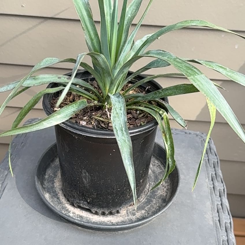 Photo of the plant species Assorted Yucca by @ChosenTomato87 named Keanu Leaves on Greg, the plant care app