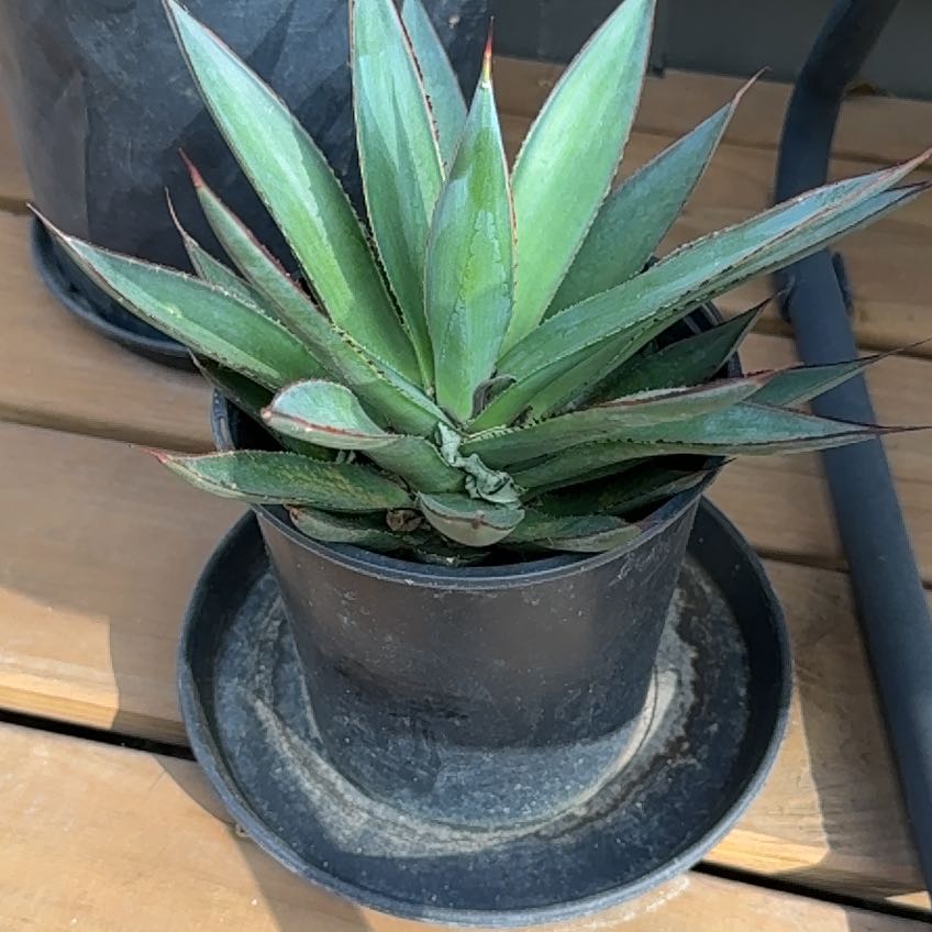 Photo of the plant species Blue Agave by @ChosenTomato87 named Muhammad Ali on Greg, the plant care app