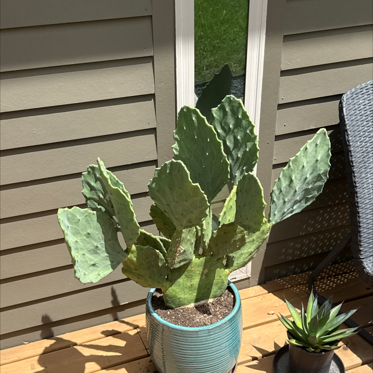 Photo of the plant species Opuntia 'Old Mexico' by @ChosenTomato87 named Hemingway on Greg, the plant care app