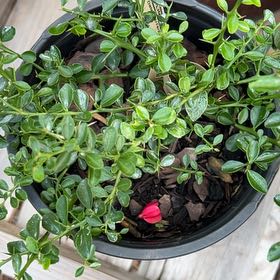 Photo of the plant species Red Finger Lime by @UnerringBonsi13 named Red Finger Lime-Australia on Greg, the plant care app
