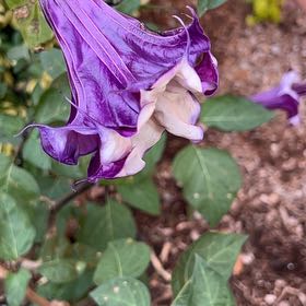 Photo of the plant species Sacred Datura by @UnerringBonsi13 named Devil's Trumpet on Greg, the plant care app