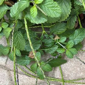 Photo of the plant species Blue Porterweed by @UnerringBonsi13 named Blue Porterweed on Greg, the plant care app