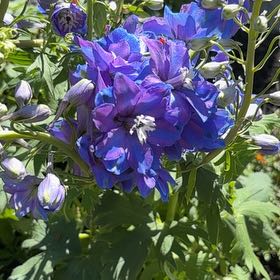 Photo of the plant species Candle Larkspur by @UnerringBonsi13 named Kylie on Greg, the plant care app