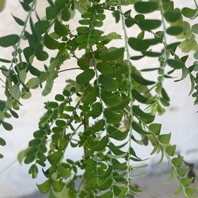 Photo of the plant species Common Honeylocust by @SoundlyOlneya96 named Emerson on Greg, the plant care app
