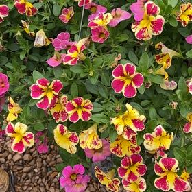 Photo of the plant species Purple Woodsorrel by @SereneJubaea17 named Harper on Greg, the plant care app