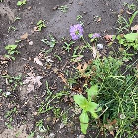 Photo of the plant species Chickory by @SereneJubaea17 named Cleopatra on Greg, the plant care app