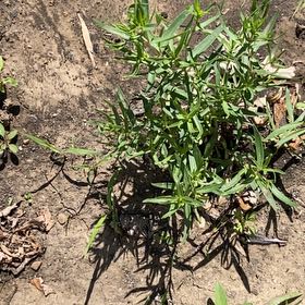 Photo of the plant species Mexican Burningbush by @SereneJubaea17 named Naomi on Greg, the plant care app