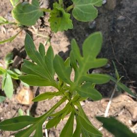 Photo of the plant species Sulphur Cosmos by @SereneJubaea17 named Plato on Greg, the plant care app