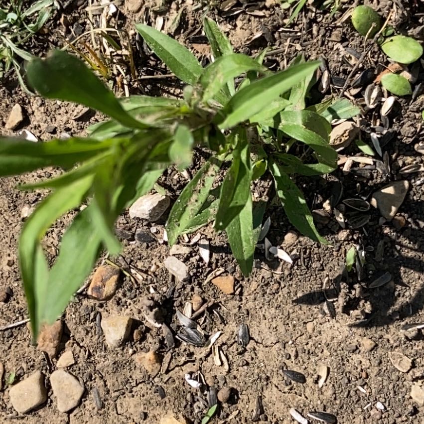 Photo of the plant species Seaside Goldenrod by @SereneJubaea17 named Spike Leaves on Greg, the plant care app