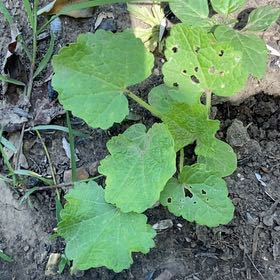 Photo of the plant species Hollyhock by @SereneJubaea17 named McKinley on Greg, the plant care app