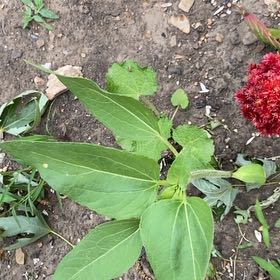 Photo of the plant species Valeriana rubra by @SereneJubaea17 named Terra on Greg, the plant care app