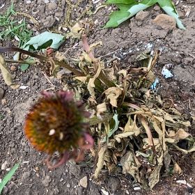 Photo of the plant species Indian Blanket by @SereneJubaea17 named Sigmund on Greg, the plant care app