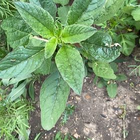 Photo of the plant species Careless Weed by @SereneJubaea17 named Muhammad Ali on Greg, the plant care app