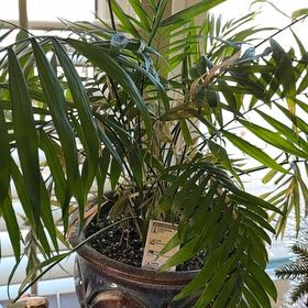 Photo of the plant species Bella Palm by @GemJade77 named Bigleef Smalls on Greg, the plant care app