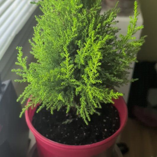 Photo of the plant species Lemon Cypress 'Goldcrest Wilma' by @FoxyYuzu61 named Kendall on Greg, the plant care app