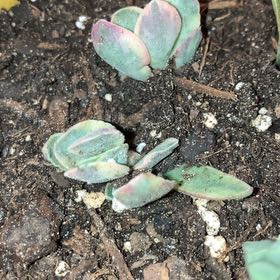 Photo of the plant species Succulent by @DearBluebean34 named Duke on Greg, the plant care app