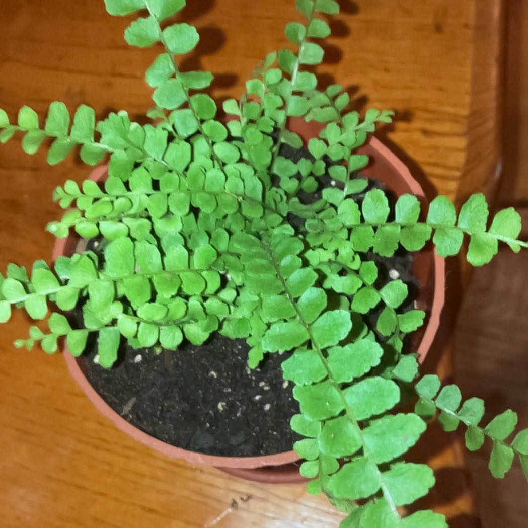 Photo of the plant species Ebony Spleenwort by @DearBluebean34 named Hamilton on Greg, the plant care app