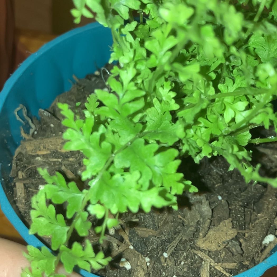 Photo of the plant species Brittle Bladder-Fern by @DearBluebean34 named Messi on Greg, the plant care app