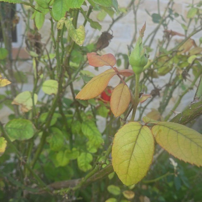 Photo of the plant species Nootka Rose by @QueenChosmo50 named Madonna on Greg, the plant care app