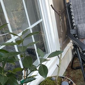 Photo of the plant species Blood Orange Tree by @LikelySedge78 named Figyonce on Greg, the plant care app