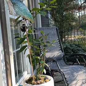 Photo of the plant species Blood Orange Tree by @LikelySedge78 named Denali on Greg, the plant care app