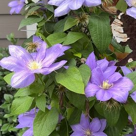 Photo of the plant species Italian Leather Flower by @LikelySedge78 named Kylie on Greg, the plant care app