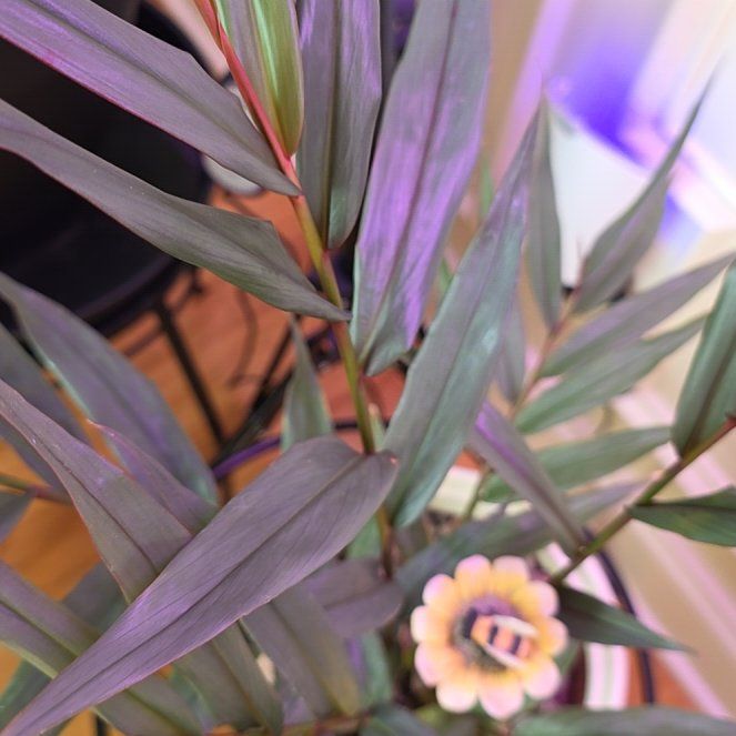 Photo of the plant species Western Australian Peppermint by @DeftFoxgrape84 named Lavender on Greg, the plant care app